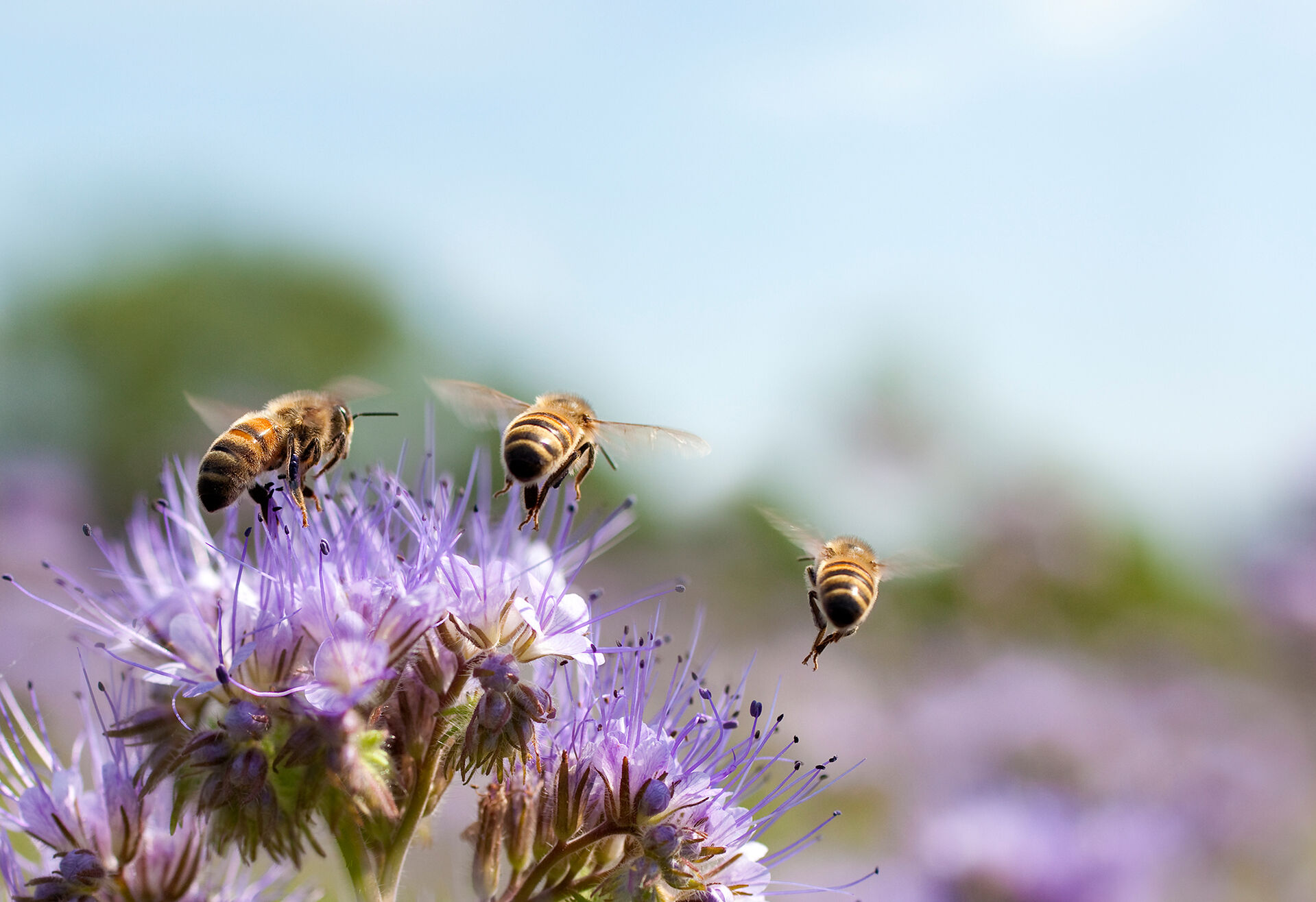 Honigbienen fliegen von einer Blume