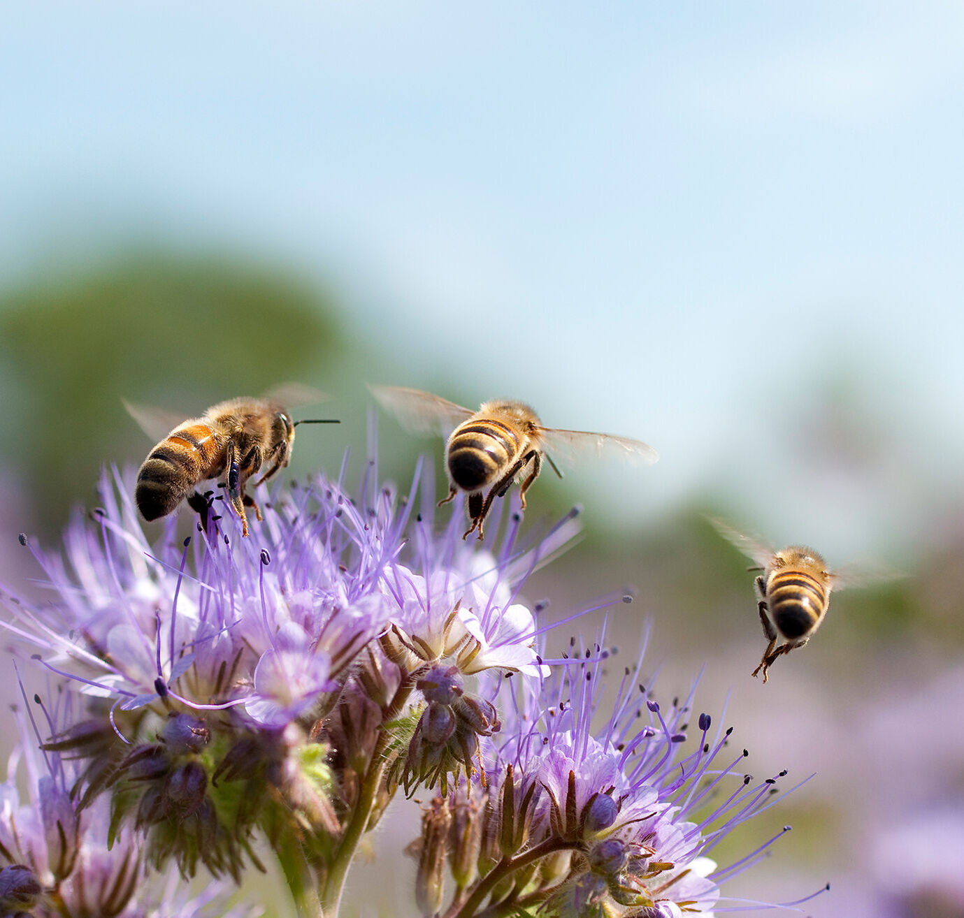 Honigbienen fliegen von einer Blume